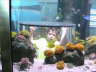 Boy inside fishtank